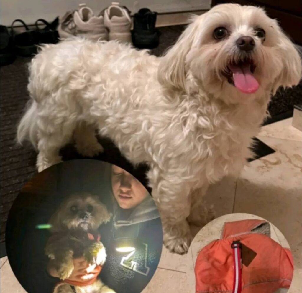 «Мстил бывшей?» — история брошенной болонки Тотошки взорвала соцсети