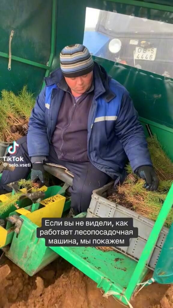 посадка леса