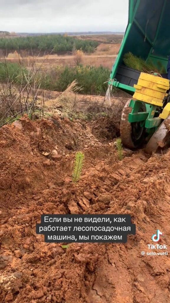 посадка леса