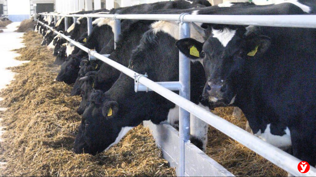 В Клецком районе открыли современный молочный комплекс «Цэпра 2»