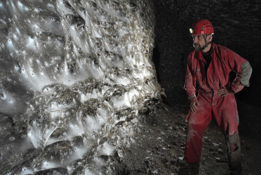 Кошмар арахнофоба: ученые обнаружили паутину размером с квартиру