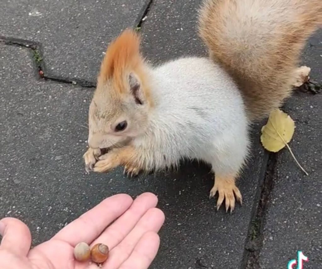 Белорусские белки располнели от щедрости людей и стали интернет-звёздами
