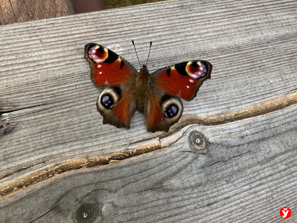 Осенняя передышка: на больших выходных белорусов ждет тёплая и сухая погода