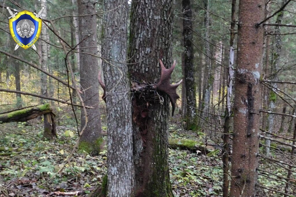 Пенсионер из Березино проходит по уголовному делу за незаконную охоту на лося