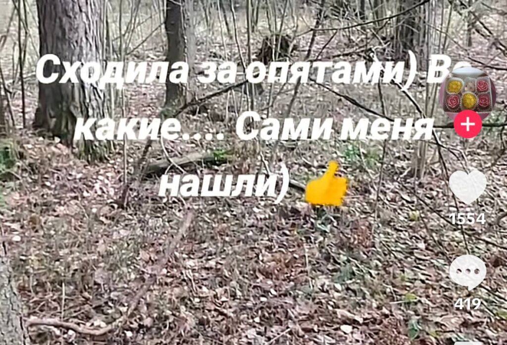 Белоруска встретила диких кабанов в лесу и спаслась, прикинувшись деревом