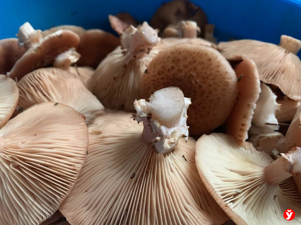 Грибная осень в Столбцовском районе: белорусы собирают по 20 литров за поход