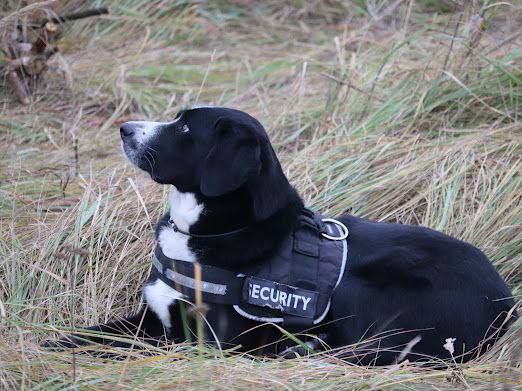 Берта, найдись! Собака-спасатель пропала во время поисков подростка под Березино