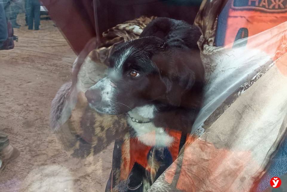 «Она металась по полю…» Потерявшаяся поисковая собака Берта нашлась