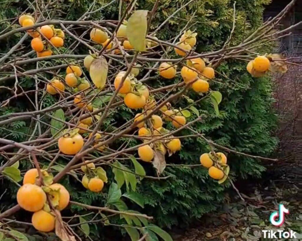 Урожай хурмы в Бобруйске предсказал теплую зиму и покорил интернет