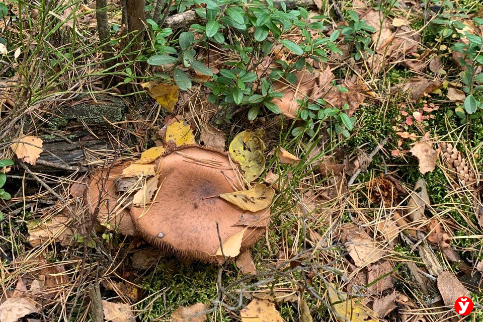 Туман, дождь и оранжевый уровень опасности: чего ждать белорусам 12 ноября