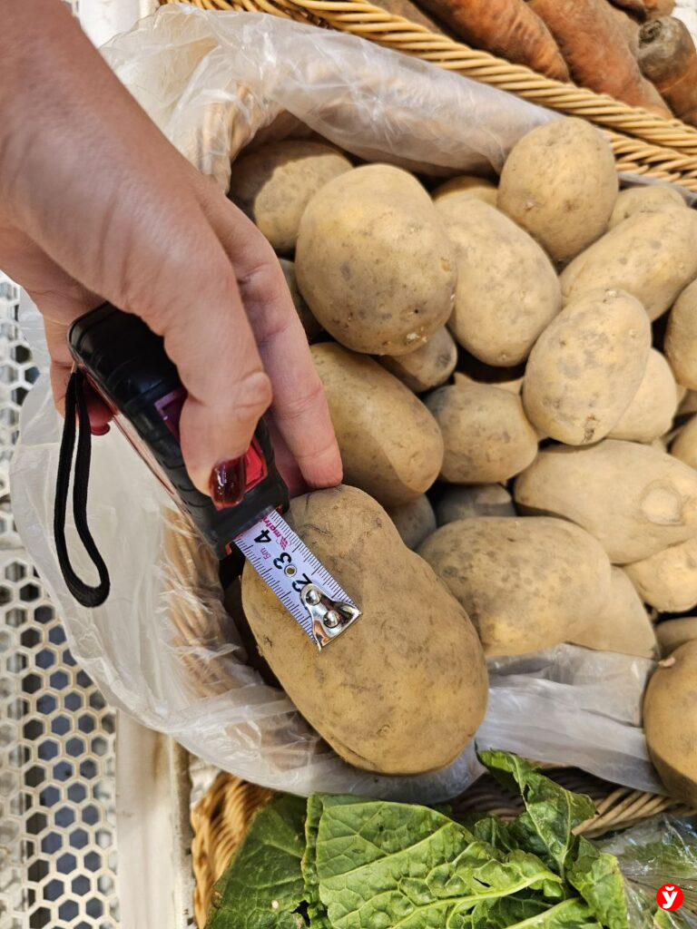 Картошка Борисов