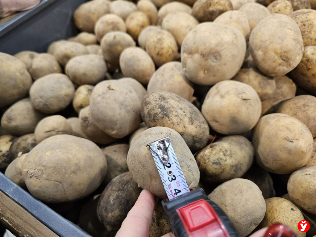 Картошка Борисов