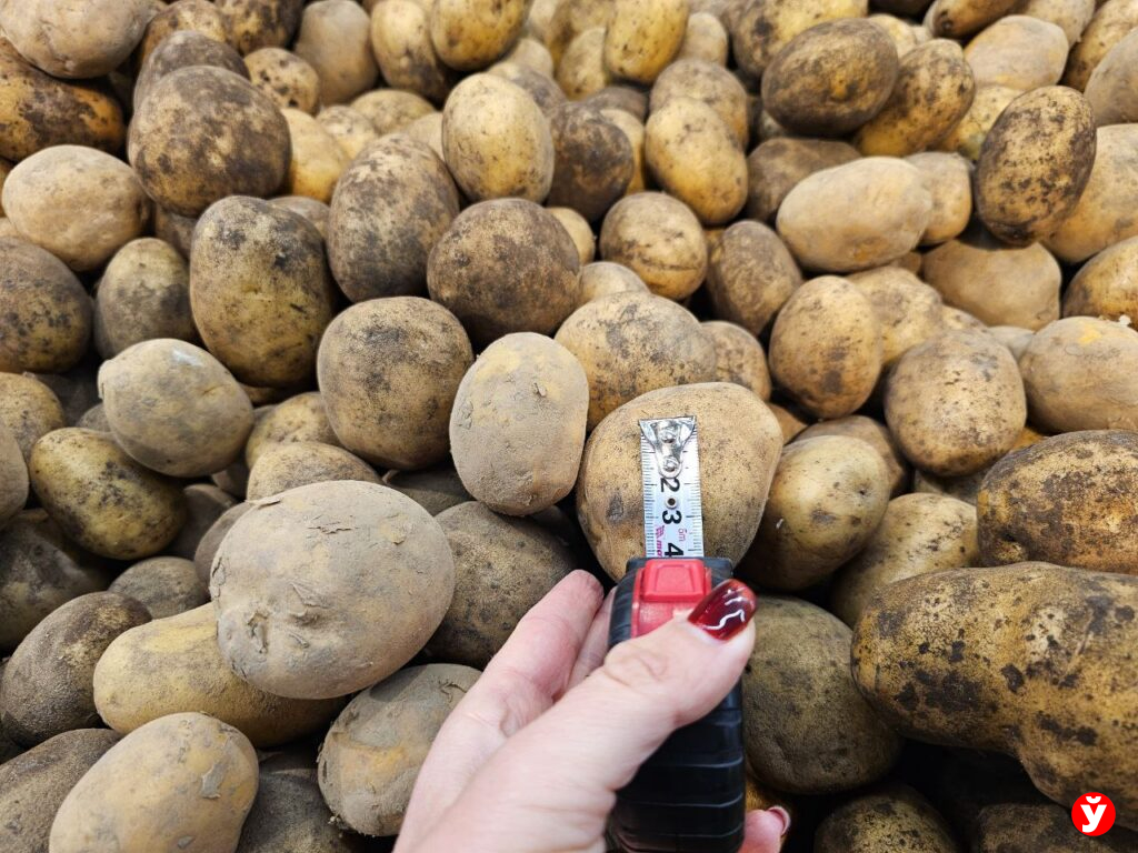 Картошка Борисов