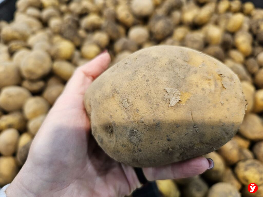 Картошка Борисов