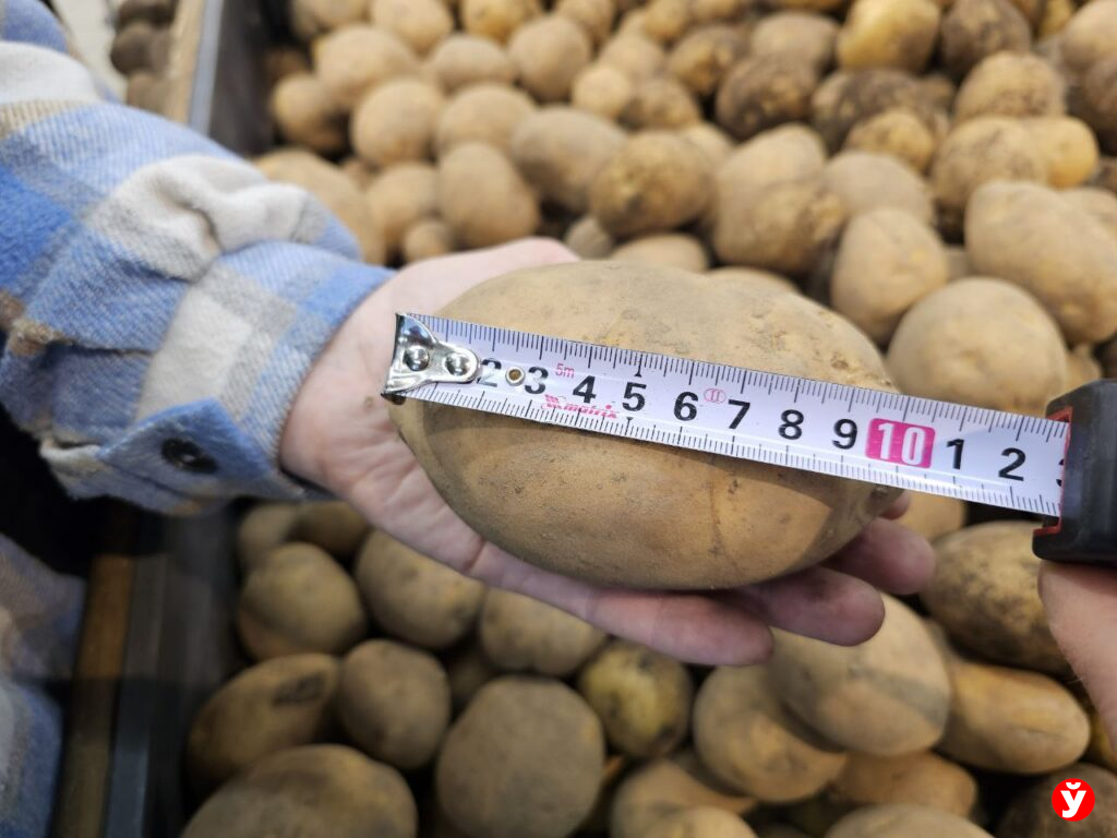 Картошка Борисов