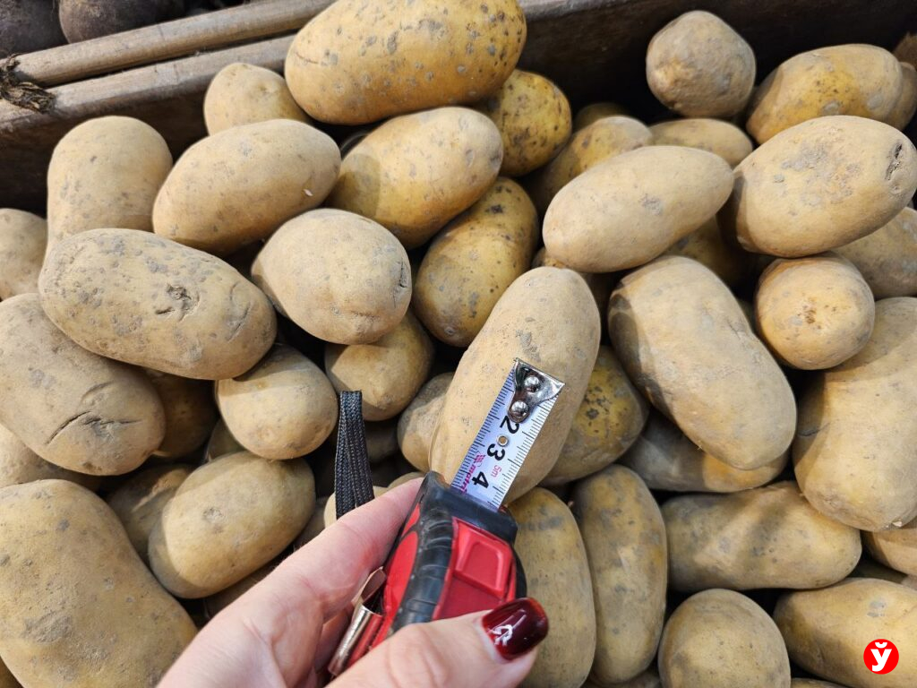 Картошка Борисов