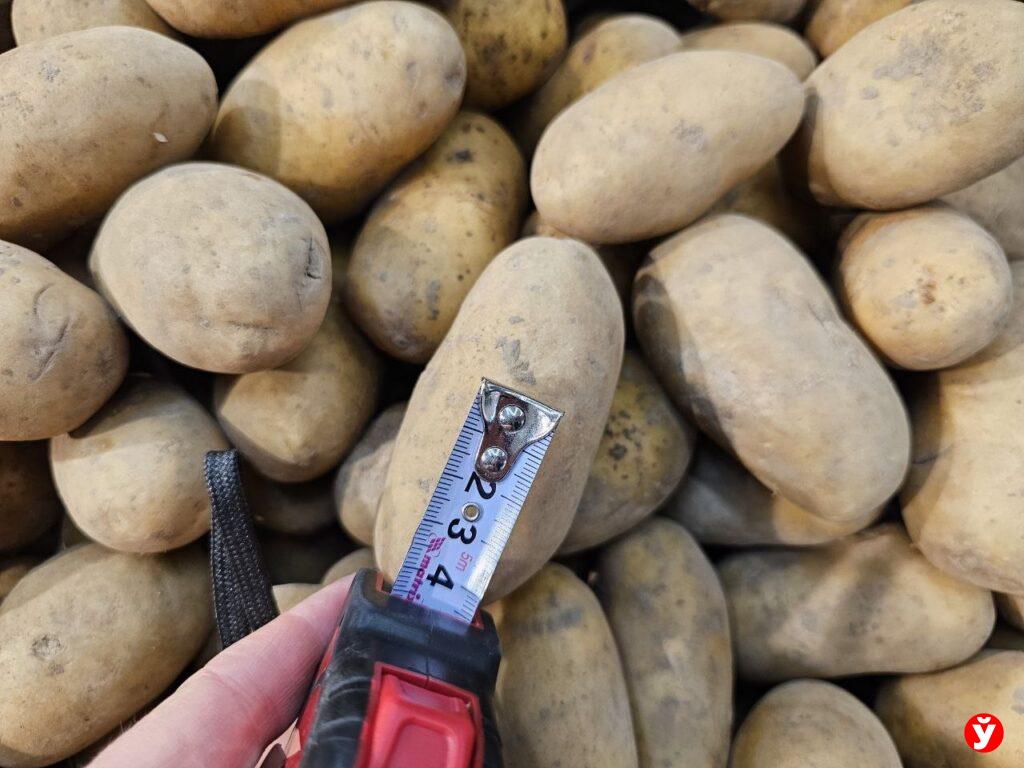 Картошка Борисов