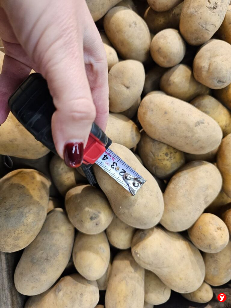 Картошка Борисов