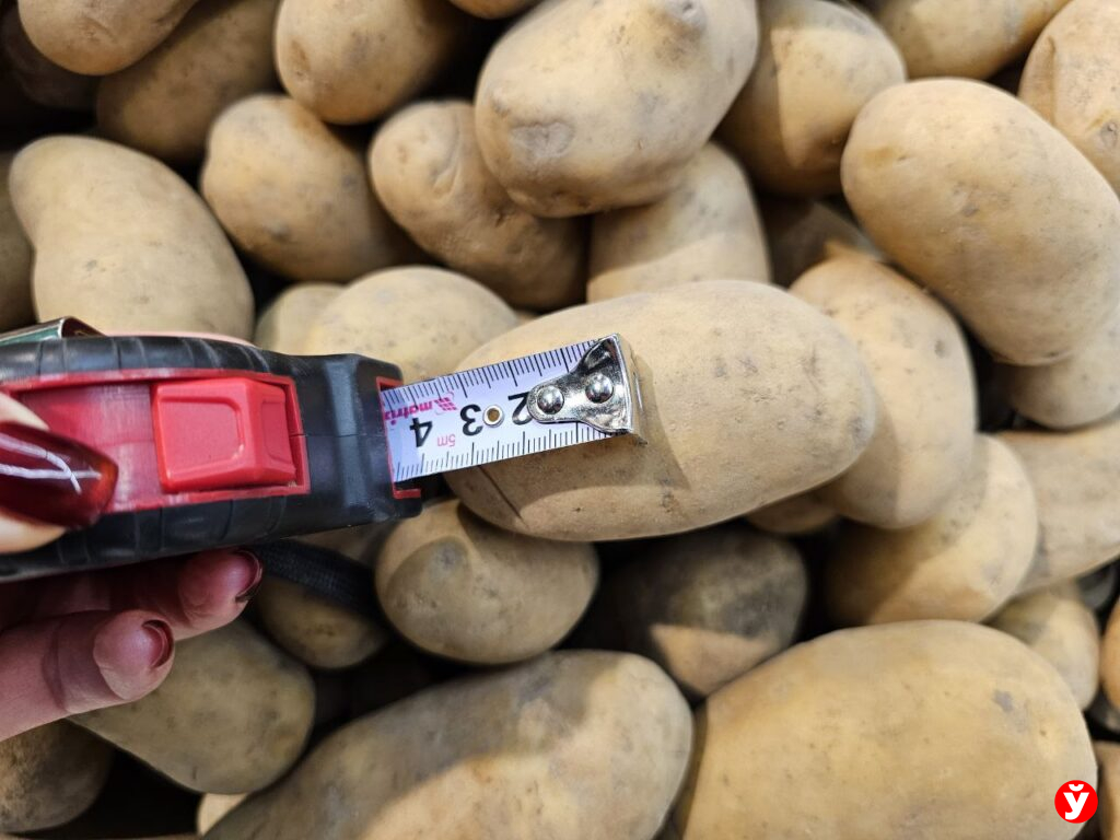 Картошка Борисов