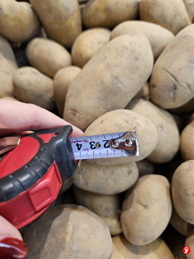 Картошка Борисов