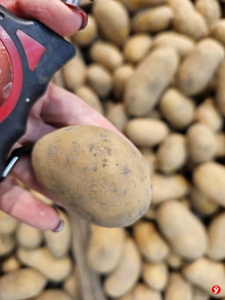 Картошка Борисов