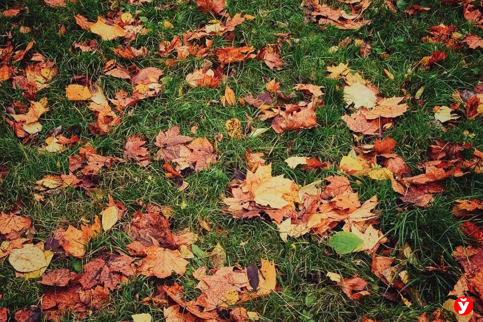 Небо затянуто облаками, но до +10°С: прогноз на 13 ноября