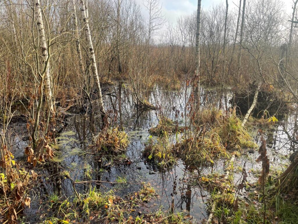 Болота, леса, воздух. Поговорили со спасателями, которые ищут подростка