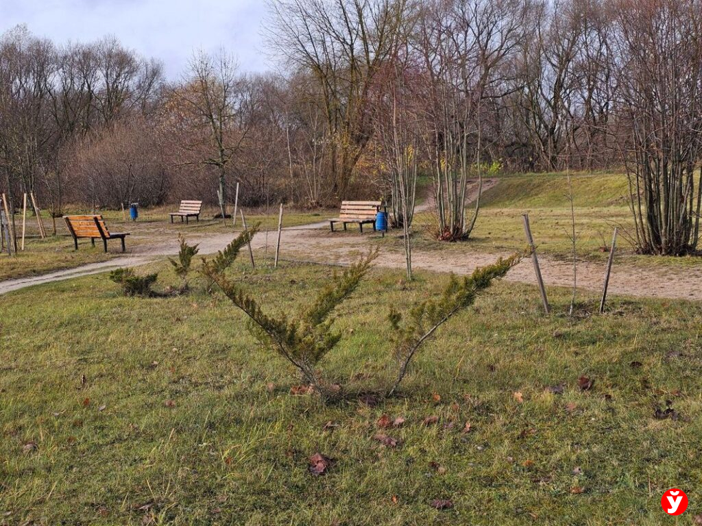 В Борисове открыли обновлённую Аллею Матерей, заложенную в 1998 году