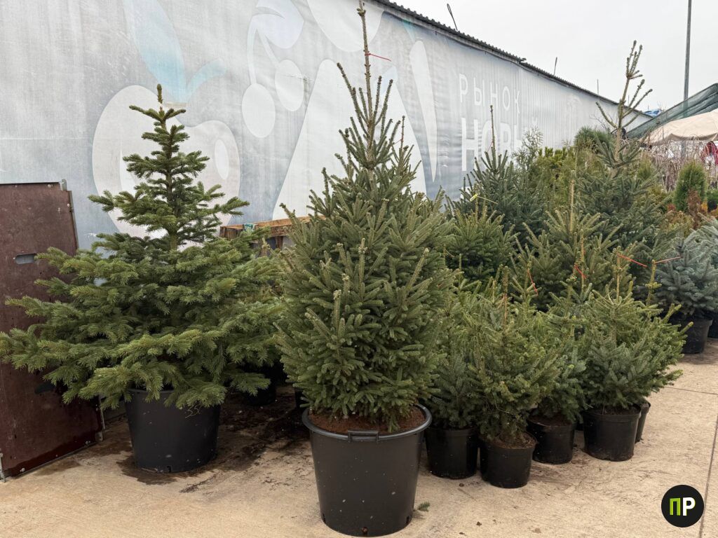 Живые ёлки уже продают в Таборах: выбор большой, а цены пока «не декабрьские»