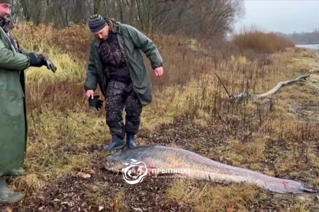 В Беларуси выловили почти стокилограммового сома — где находится рыбное место