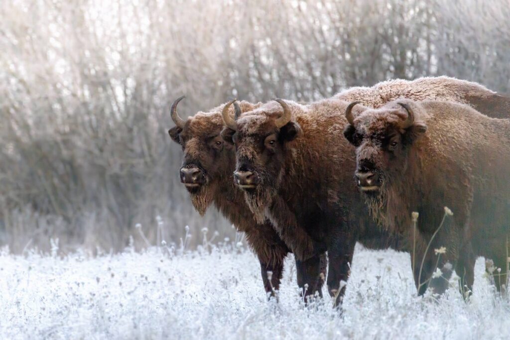 Первый снег и зубры: завораживающие кадры из Национального парка «Припятский»