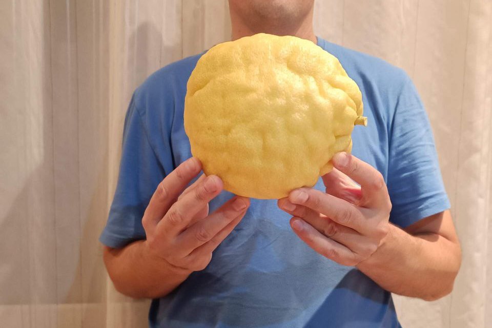 Лимон-богатырь весом с ноутбук вырастили в квартире — рекорд поставил рабочий из Борисова