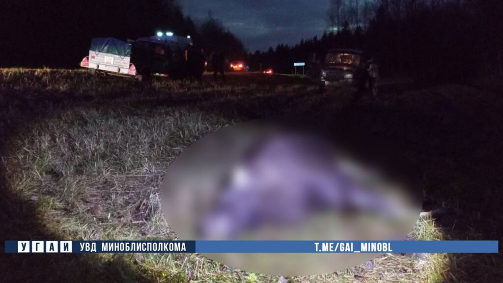 На трассе Минск–Калачи лось стал причиной ДТП: водитель Lada получил травмы