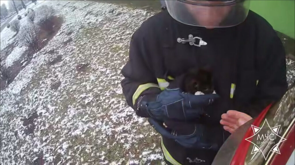 Котенок забрался на дерево в Солигорске и не смог слезть — МЧС пришло на помощь