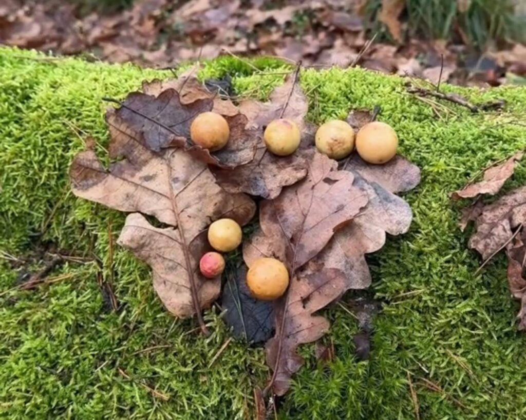 Дубовый виноград: секрет чернил великих композиторов и художников