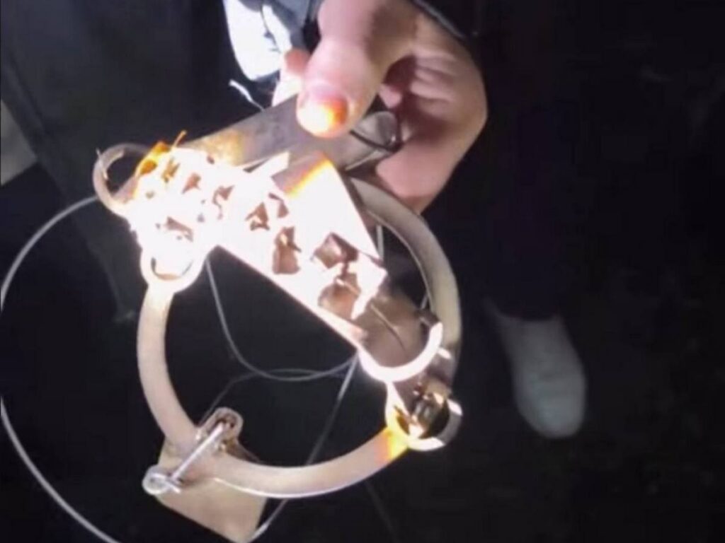 Неизвестный установил в Столбцах капканы против бездомных животных. Законно ли это?