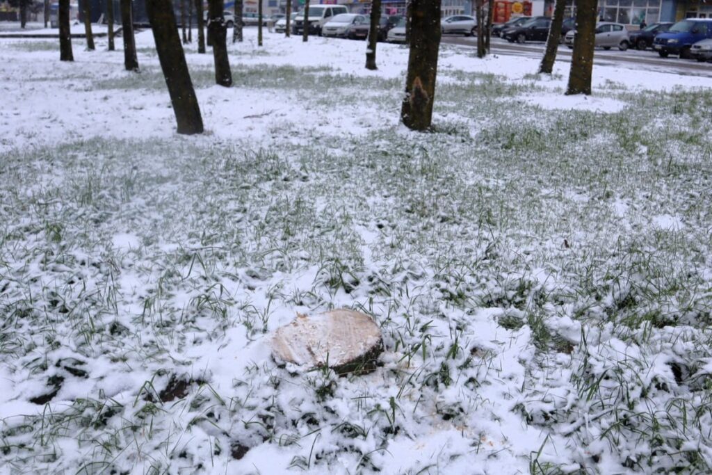 «Запускал яд через высверленные отверстия»: в Молодечно расследуют дело об отравлении сотни деревьев