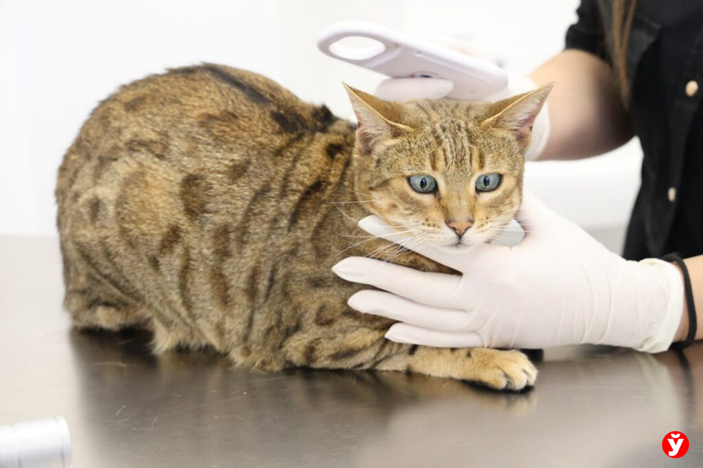 Ответственность за беззащитных: почему Минская районная ветстанция — в числе лучших