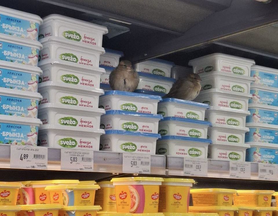 «Воробьи на витрине»: жители пожаловались на птиц, которые годами живут в магазине Новой Боровой