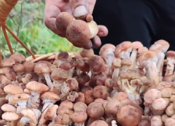 Грибной сезон вопреки календарю: в Колодищах собирают ведрами опята в ноябре