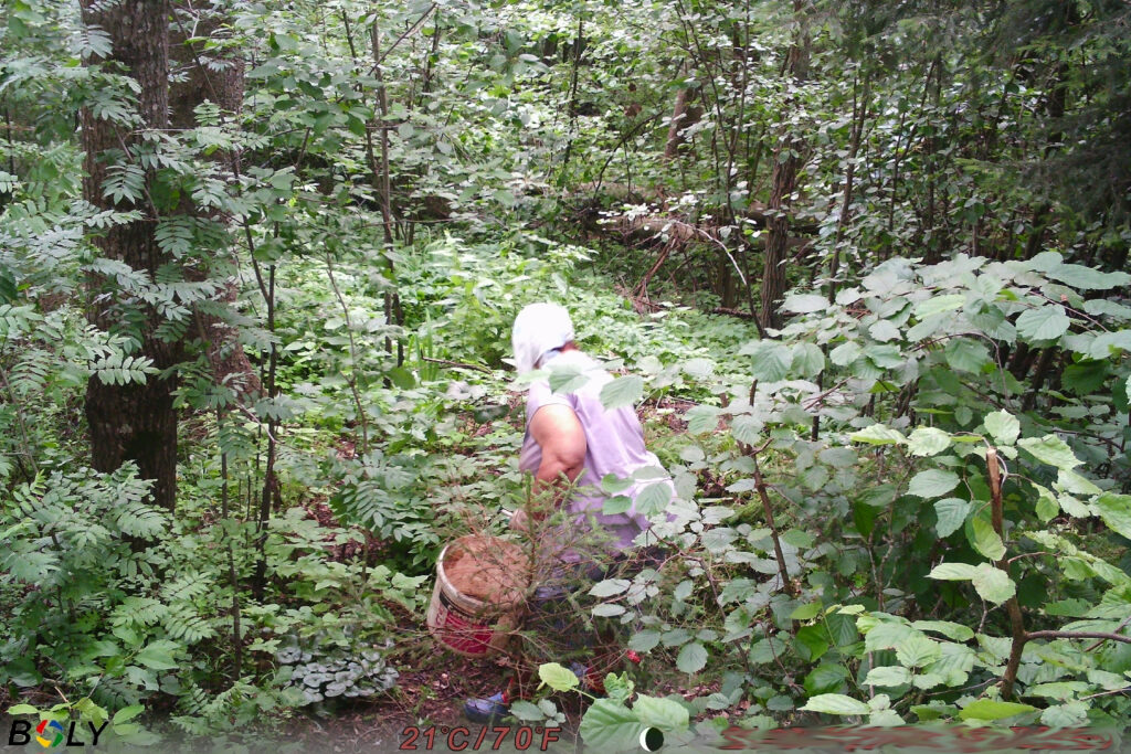 Чем засоряют леса Логойщины и почему это опасно — рассказал инженер по охране леса