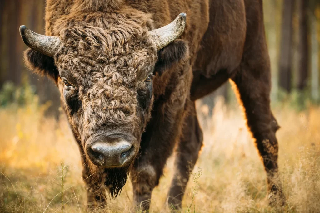 Опубликован рейтинг, где живет больше всего зубров: Беларусь на третьем месте