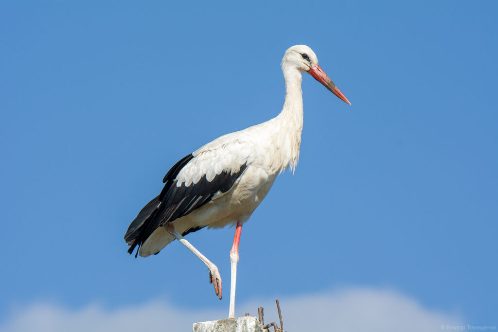 Белорусские аисты передали привет из солнечного Египта