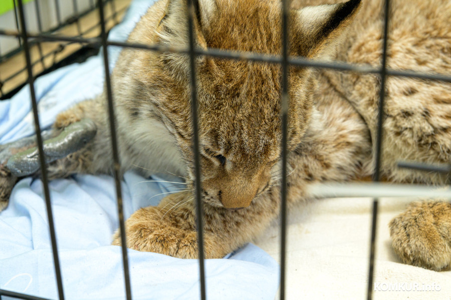 Рысенка спасли из капкана в Бобруйском районе — что с дикой кошкой будет дальше?