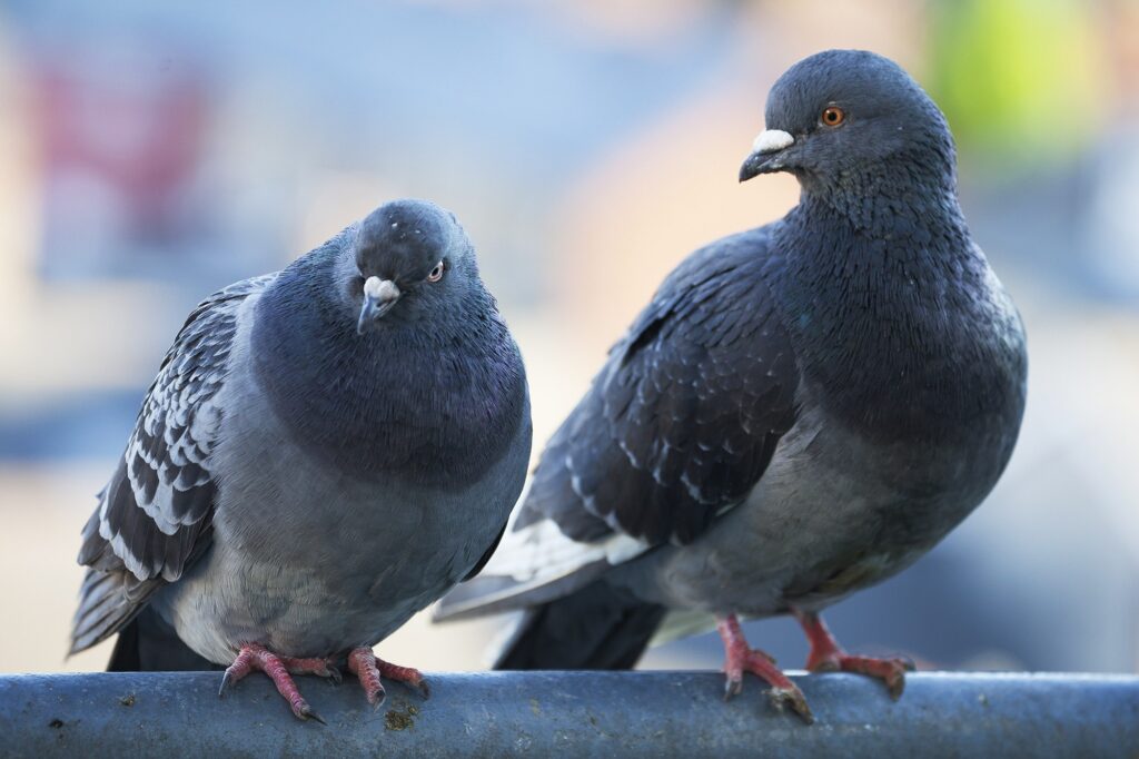 В Минске задержали парня за жестокость к птицам — что показала психиатрическая экспертиза