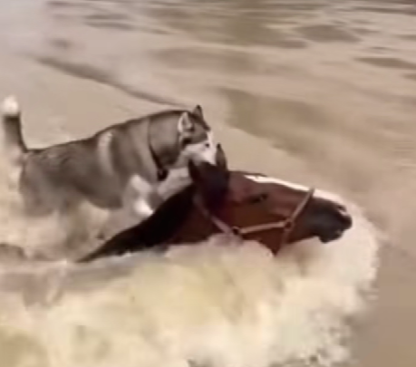 Нейросети удивляют: конь спас собаку, гусь танцует, а Дед Мороз обсуждает погоду