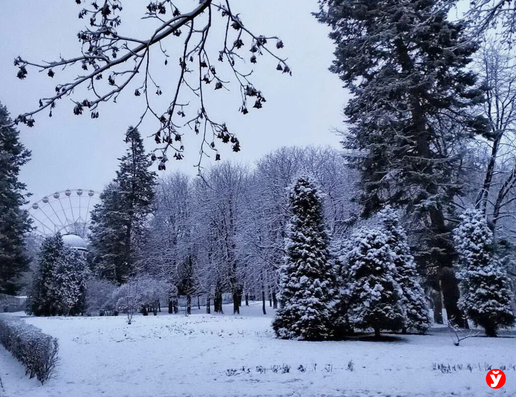 Незаконную вырубку елей будут фиксировать камерами — какой штраф грозит нарушителям