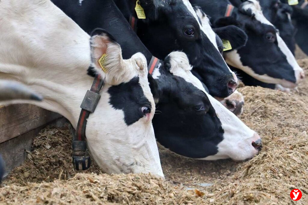 Хозяйство в Дзержинском районе