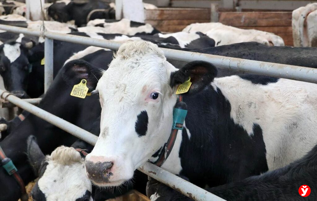 Как современное хозяйство в Дзержинском районе превращает технологии в урожай и надой