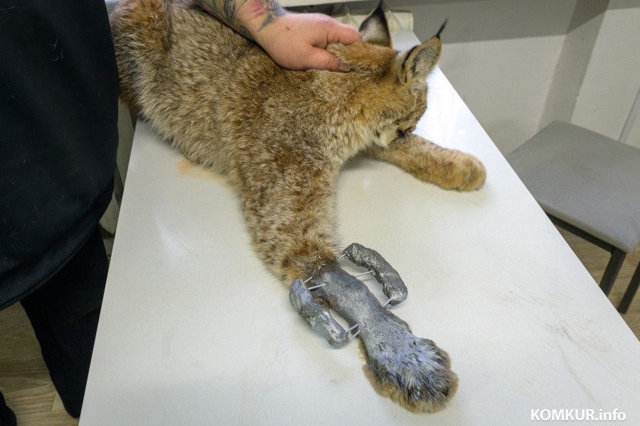 Рысенка спасли из капкана в Бобруйском районе — что с дикой кошкой будет дальше?